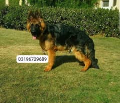 German shepherd 8 months old Dog available for sale