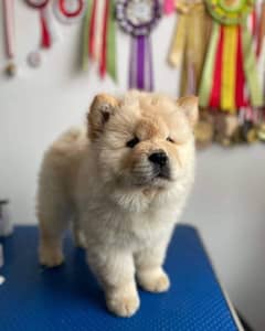 Chow Chow puppy are available in Pakistan for sale