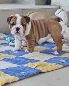 English bulldog puppy are available in Pakistan for sale