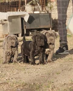 Neapolitan mastiff puppies are available in Pakistan for sale