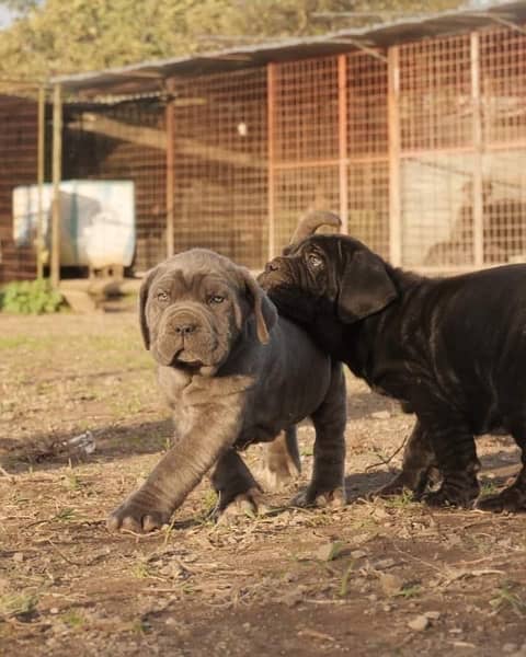 Neapolitan mastiff sale olx