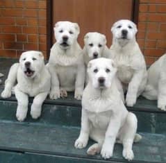 Alabai puppies are available in Pakistan for sale