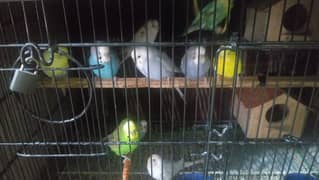 Budgies parrot For sale