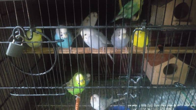 Budgies parrot For sale 0