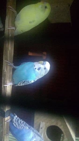 Budgies parrot For sale 1