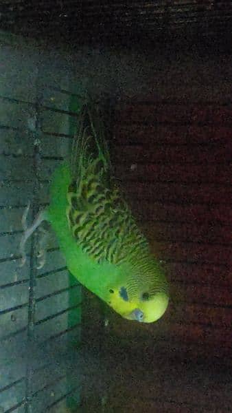 Budgies parrot For sale 2