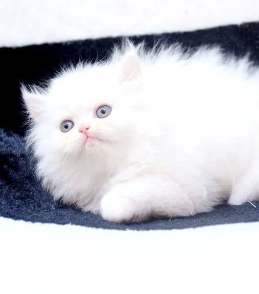 Persian Kittens / Kittens for sale 3