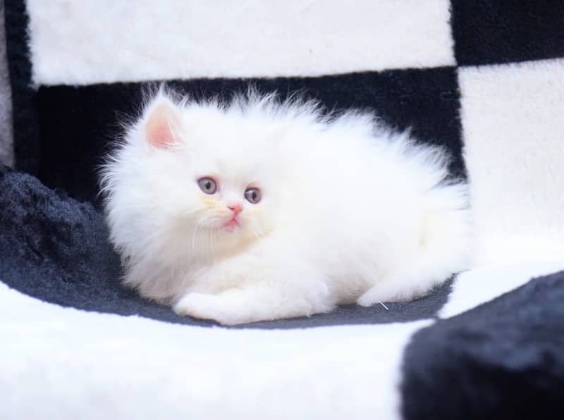 Persian Kittens / Kittens for sale 4