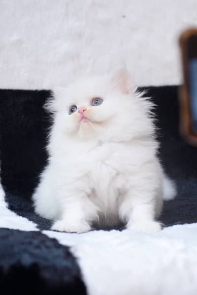 Persian Kittens / Kittens for sale 5