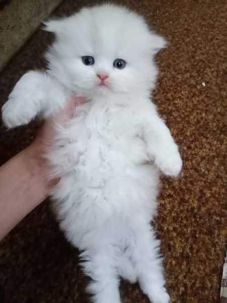 Persian Kittens / Kittens for sale 7