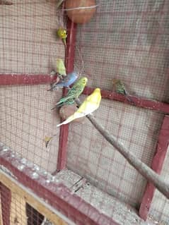 bajree birds and cage