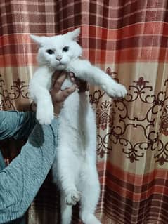 pure Persian blue eyes female short hair litter trained vaccinated
