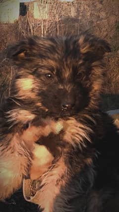 GsD puppies for sale