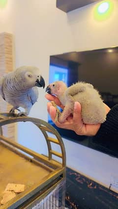 african grey | gray parrot | gry | hand tamed | congo African grey