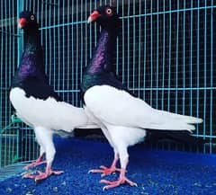 imported blood line Danish megapie full breeder paiers available