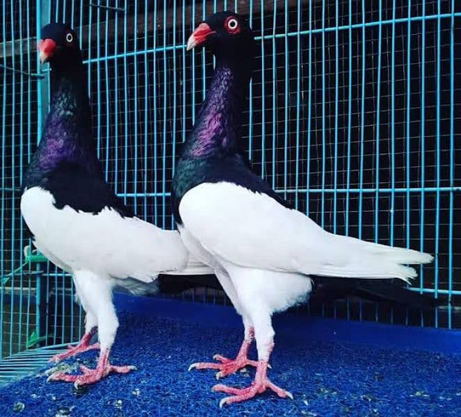 imported blood line Danish megapie full breeder paiers available 0