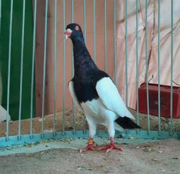 imported blood line Danish megapie full breeder paiers available 1