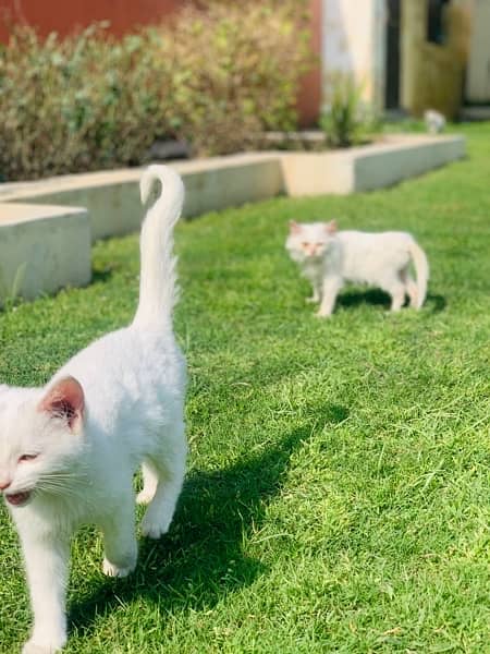 2 female plain white persian kittens 5