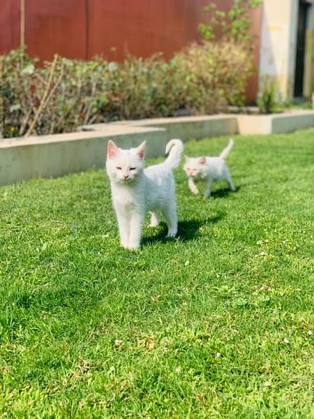 2 female plain white persian kittens 7