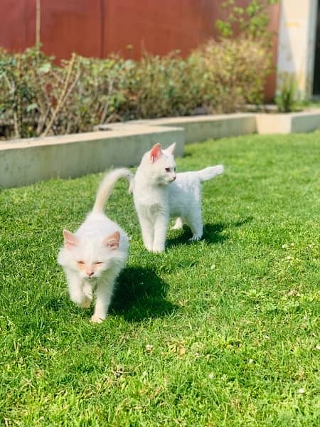 2 female plain white persian kittens 8