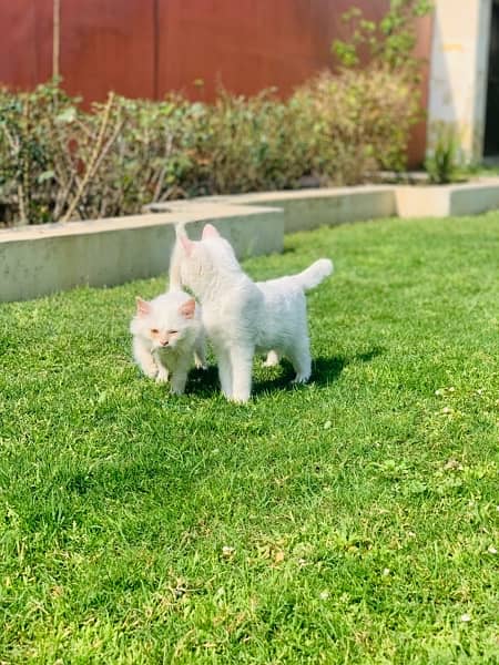 2 female plain white persian kittens 9
