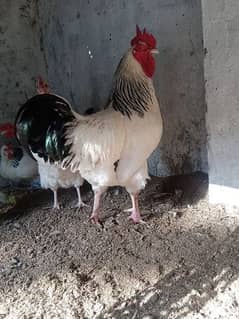 light sussex hens fresh and fertile eggs 0