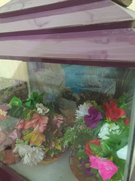 Fish aquarium 4
