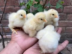 Frizzle Chicks Available WHATSAPP ONLY