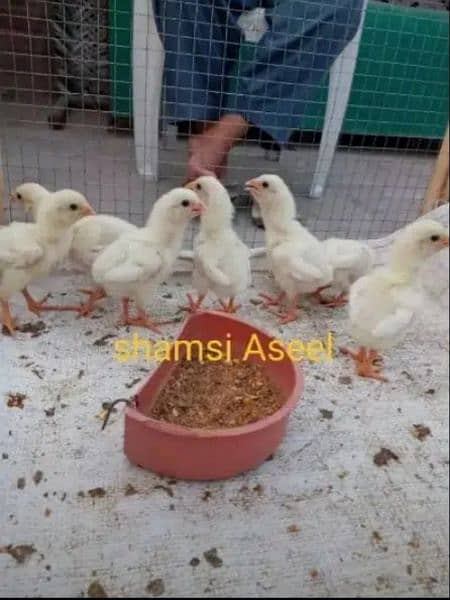 top quality white heera Aseel chicks 0/3/0/0/9/4/0/2/9/4/0 4