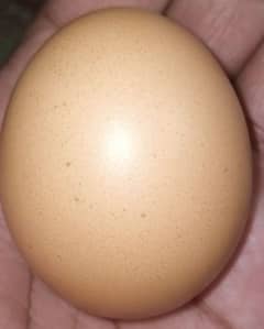 Lohman brown desi eggs for wholesell price RS:60
