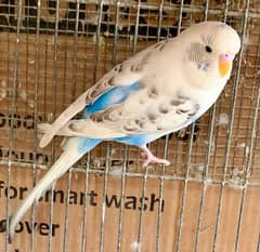 Exhibition store budgies olx