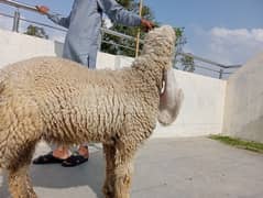 Sheep Kajla
