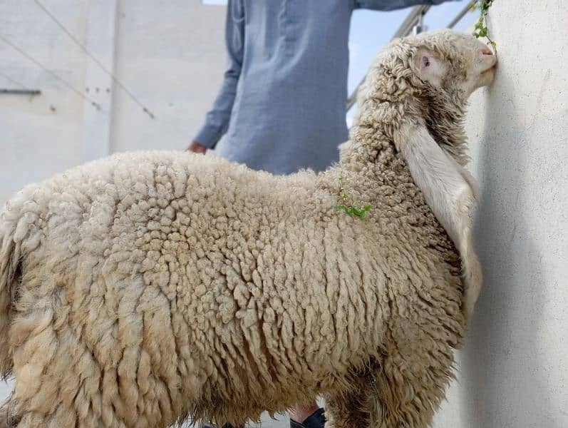Sheep Kajla 1