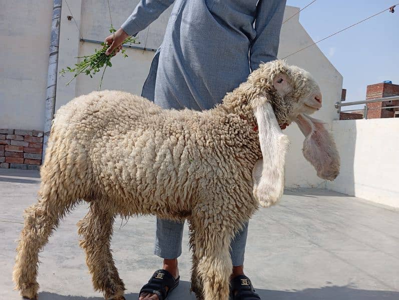 Sheep Kajla 4