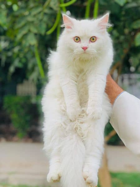 Persian cat kitten male female 1