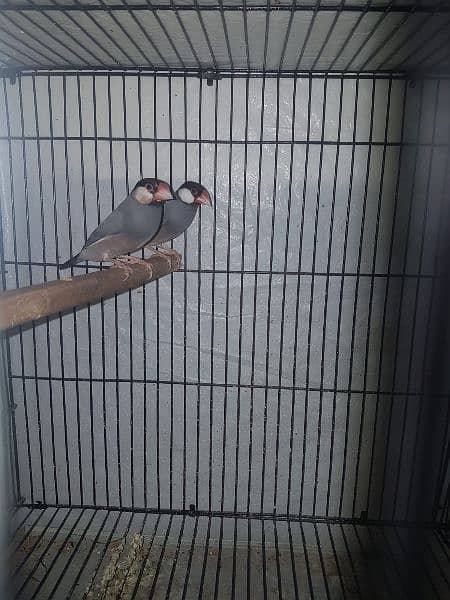 Gray Java sparrows pair 3