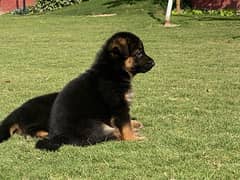 Black, Black and Tan GSD(German Shepherd Dog) pups for sale