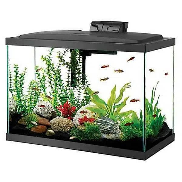 Aquarium, fish ponds, fish, aquarium accessories 3