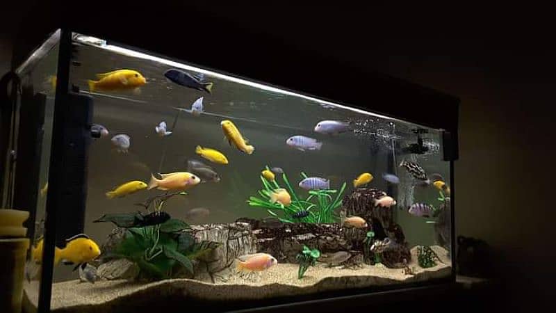Aquarium, fish ponds, fish, aquarium accessories 18