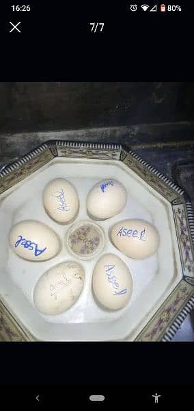 aseel mianwali lakha eggs