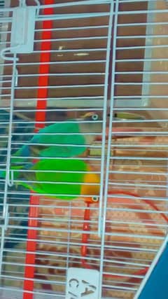 love birds with cage and box 0