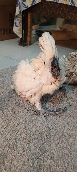 malucan kakatoa malucan cacatoa parrot chick local Karachi breed 5