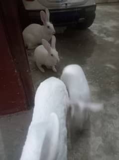 White rabbit 0
