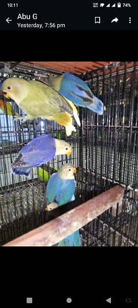 mutations pathay love bird quality bird 1