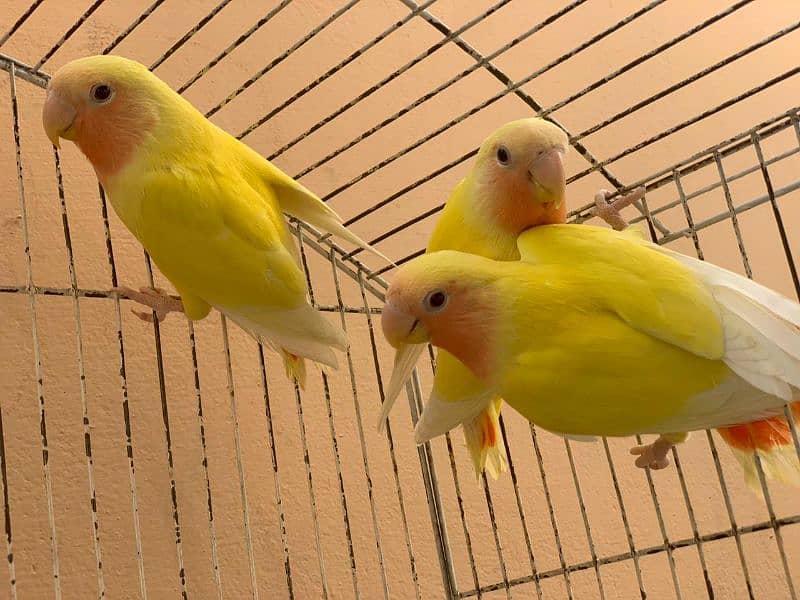 mutations pathay love bird quality bird 5