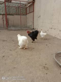 White Buff Hens Price in Pakistan  White Buff Hens for Sale in Pakistan