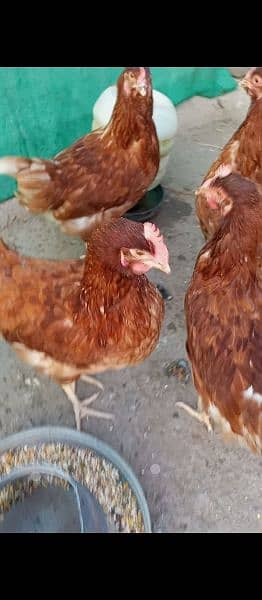 hens for sale 1