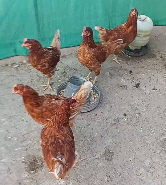 hens for sale 4