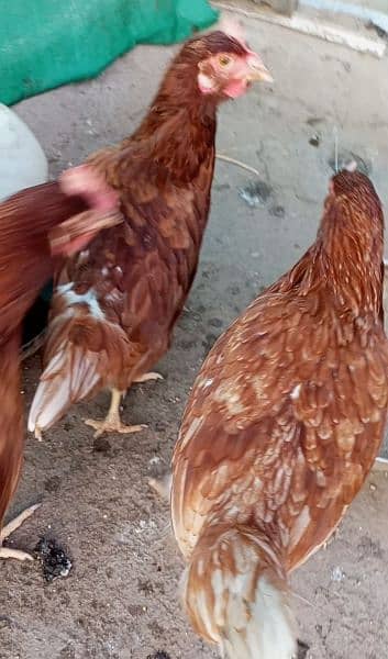 hens for sale 6