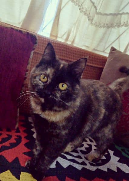 Tortoiseshell cat 1